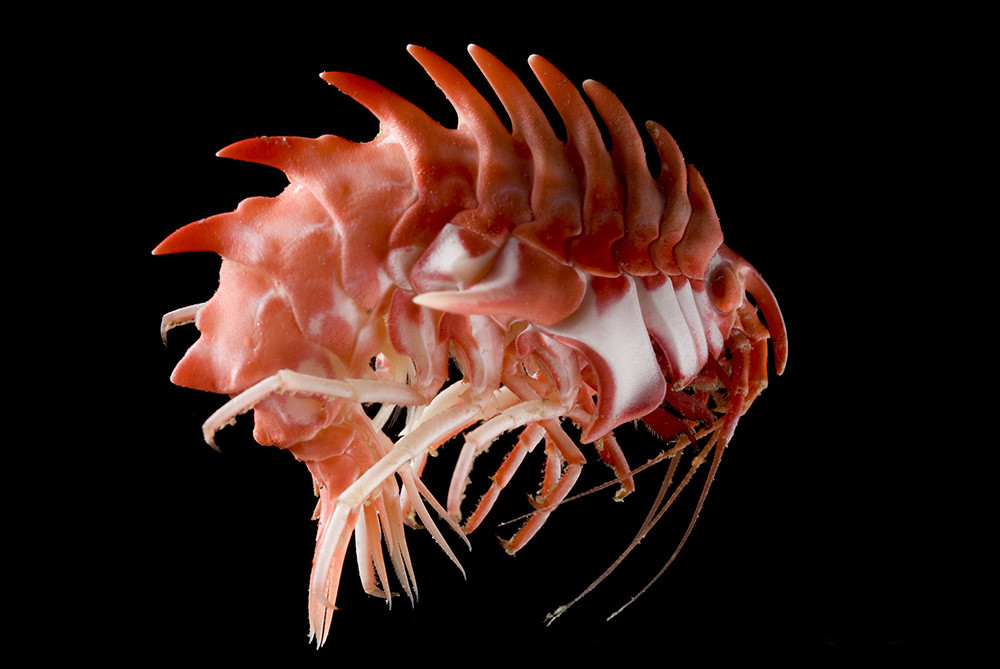 img-crustacea-amphipod