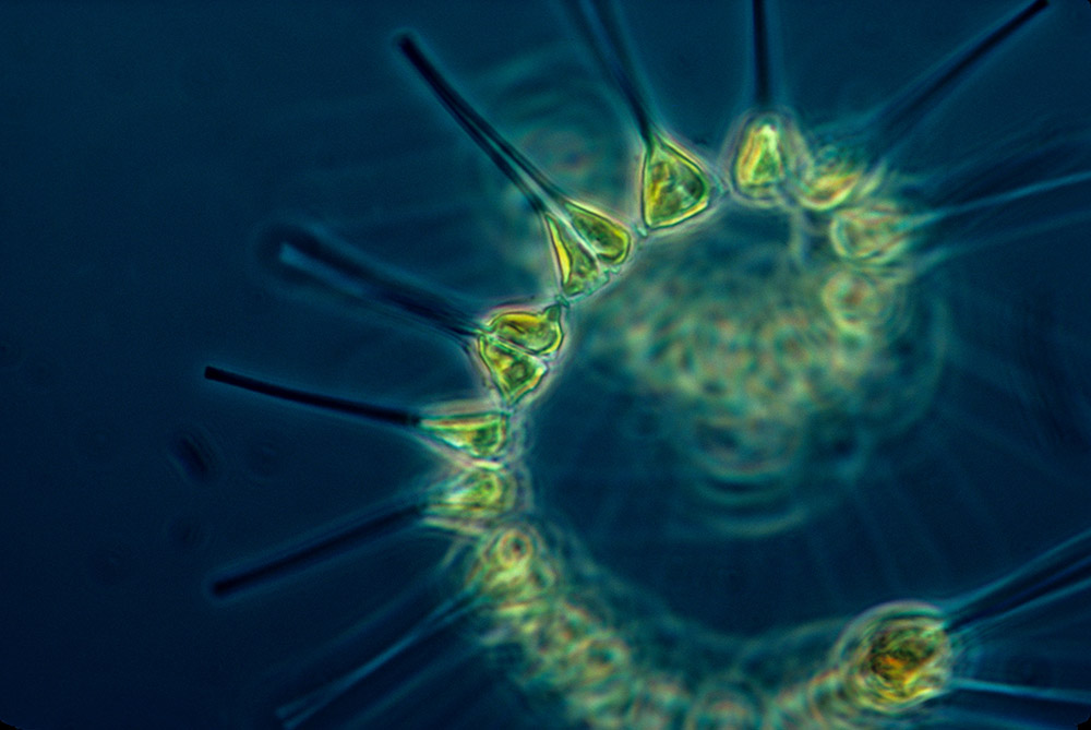 img-marine-phytoplankton-fertilisation